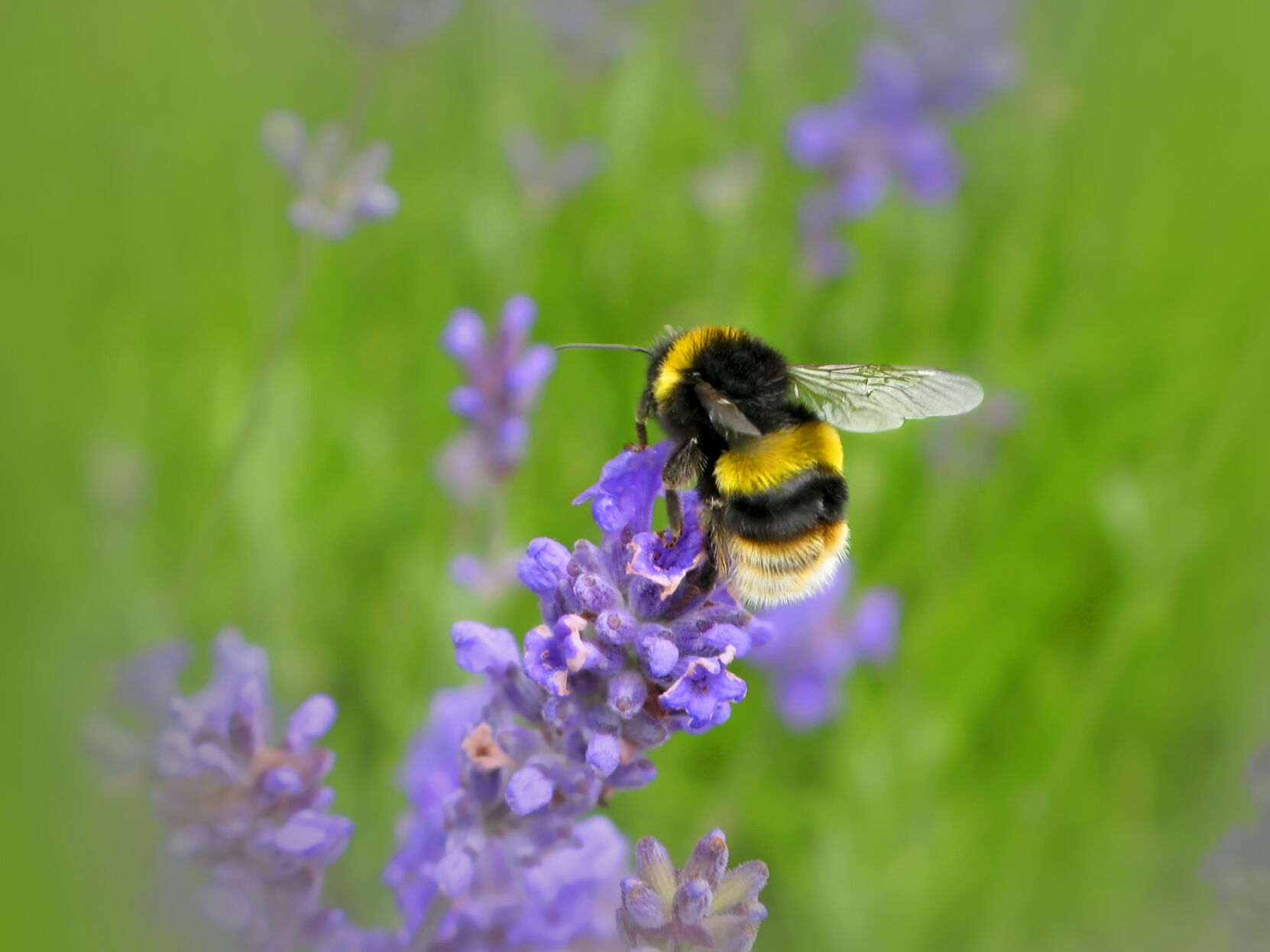 American bumblebee numbers have fallen by 89% over the last two decades across the U.S., and conservationsists want the Biden administration to add this little flying stinger to the Endangered Species List.